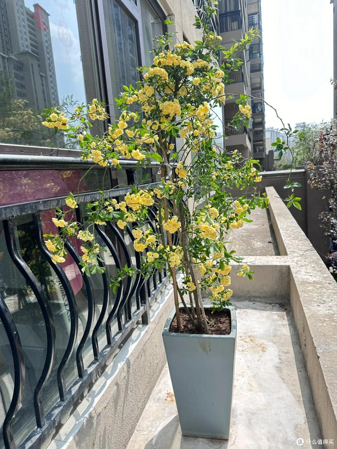 苏州一人家门口的花,凭超高“颜值”火了,网友:平生第一次看见