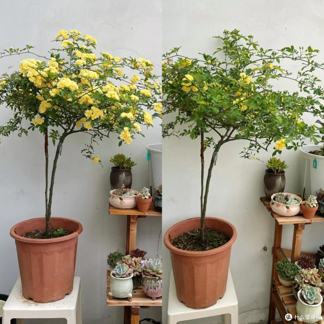 苏州一人家门口的花,凭超高“颜值”火了,网友:平生第一次看见