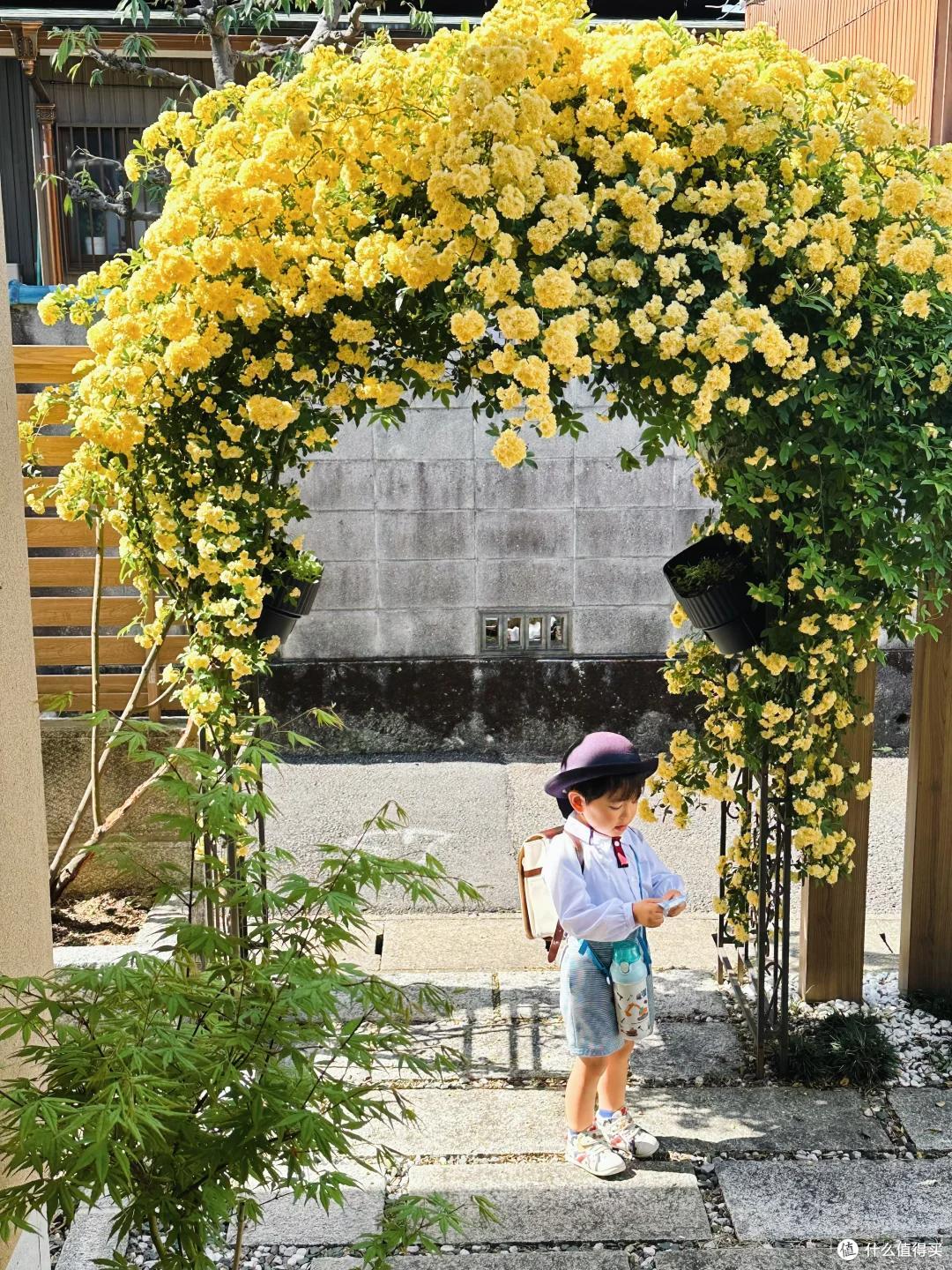 苏州一人家门口的花,凭超高“颜值”火了,网友:平生第一次看见