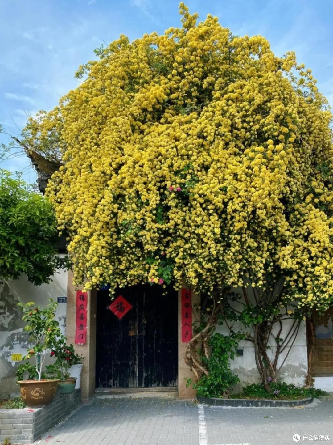 苏州一人家门口的花,凭超高“颜值”火了,网友:平生第一次看见