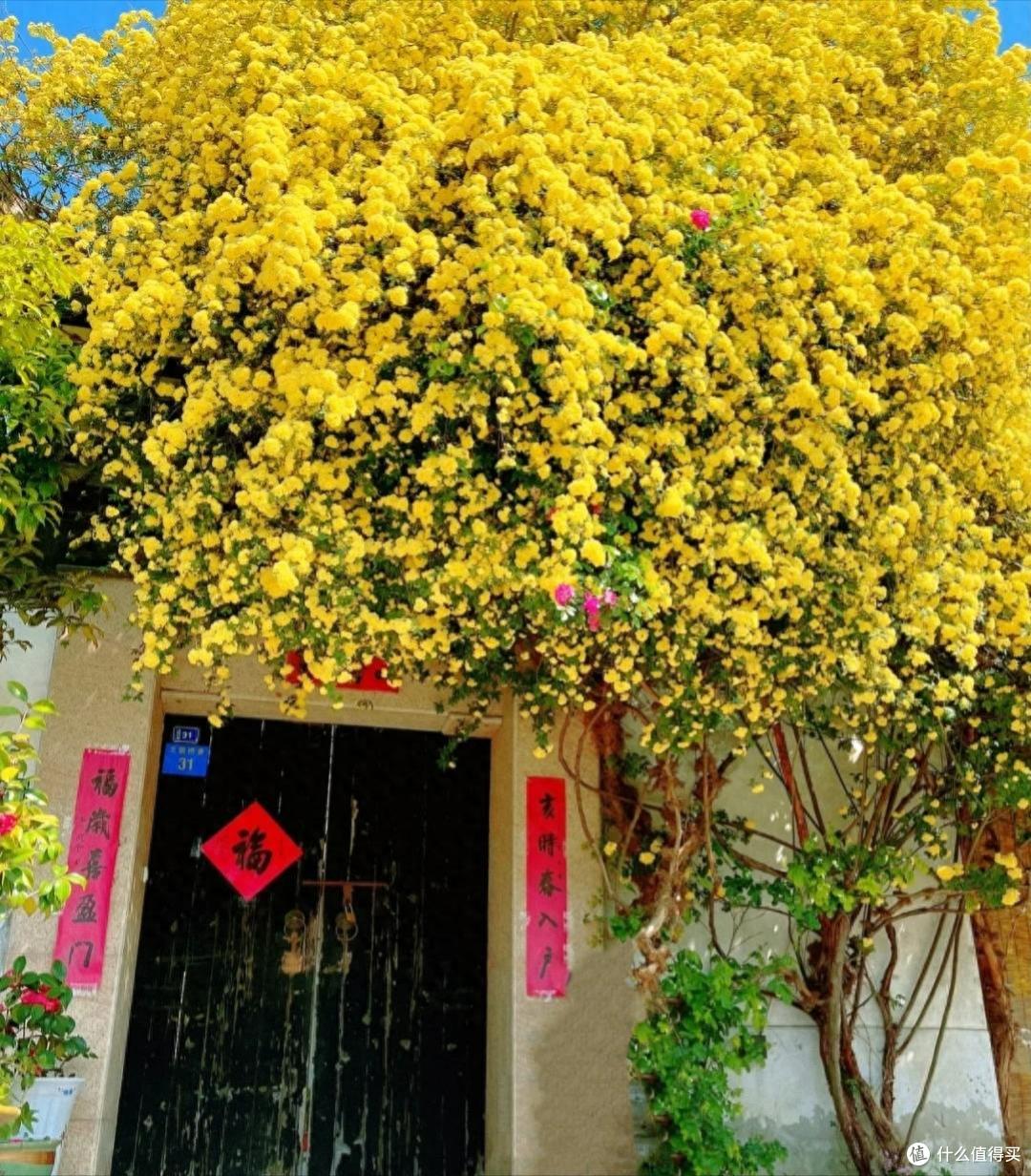 苏州一人家门口的花,凭超高“颜值”火了,网友:平生第一次看见