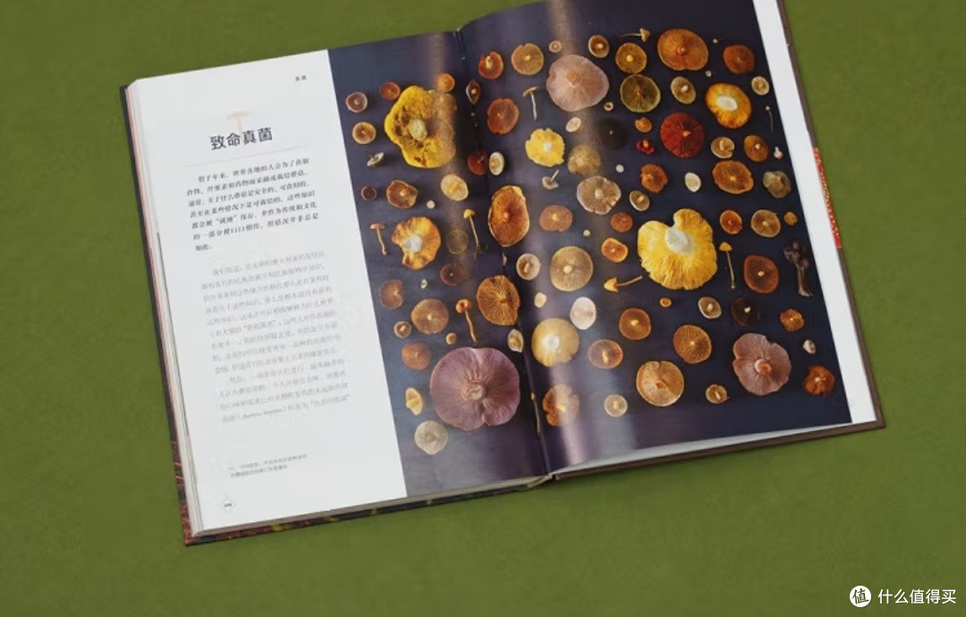《真菌：隐秘的星球主宰者》——一场颠覆认知的生命探索
