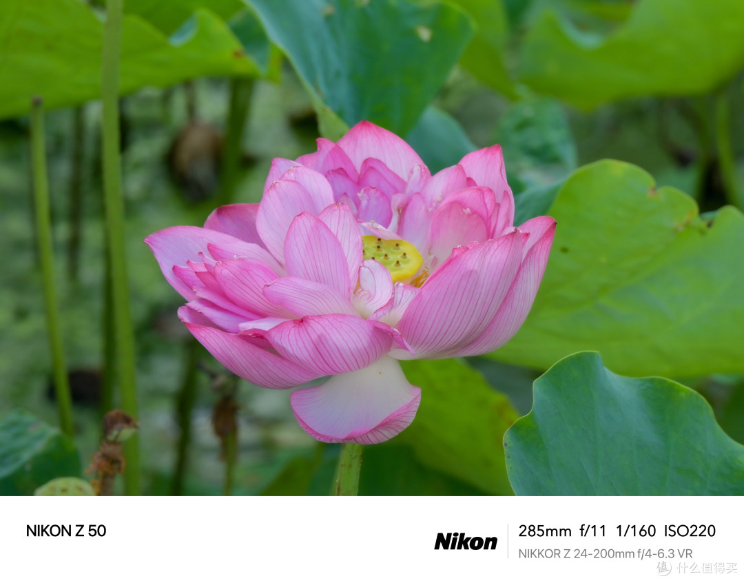 从3K到1W+,这几款镜头“最值”入手——Z5II 镜头选购攻略