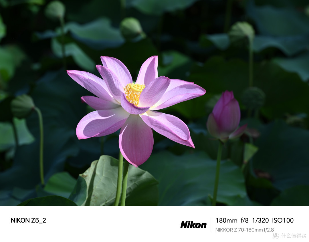 从3K到1W+,这几款镜头“最值”入手——Z5II 镜头选购攻略