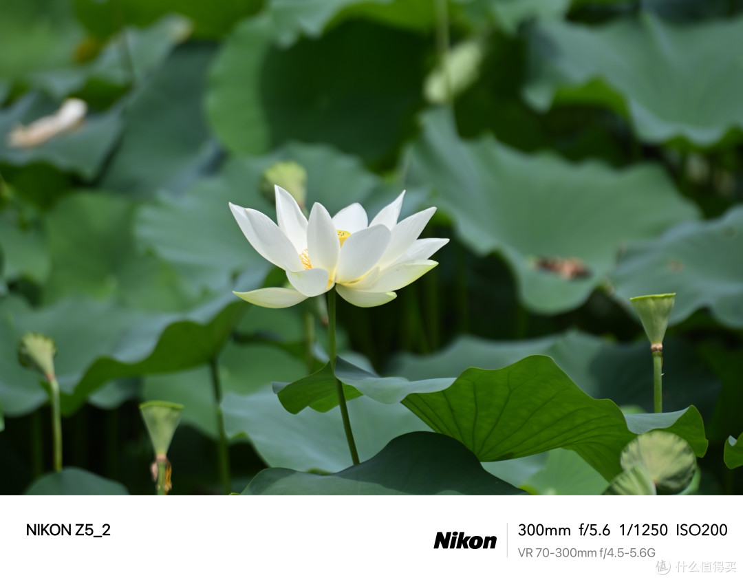 从3K到1W+,这几款镜头“最值”入手——Z5II 镜头选购攻略