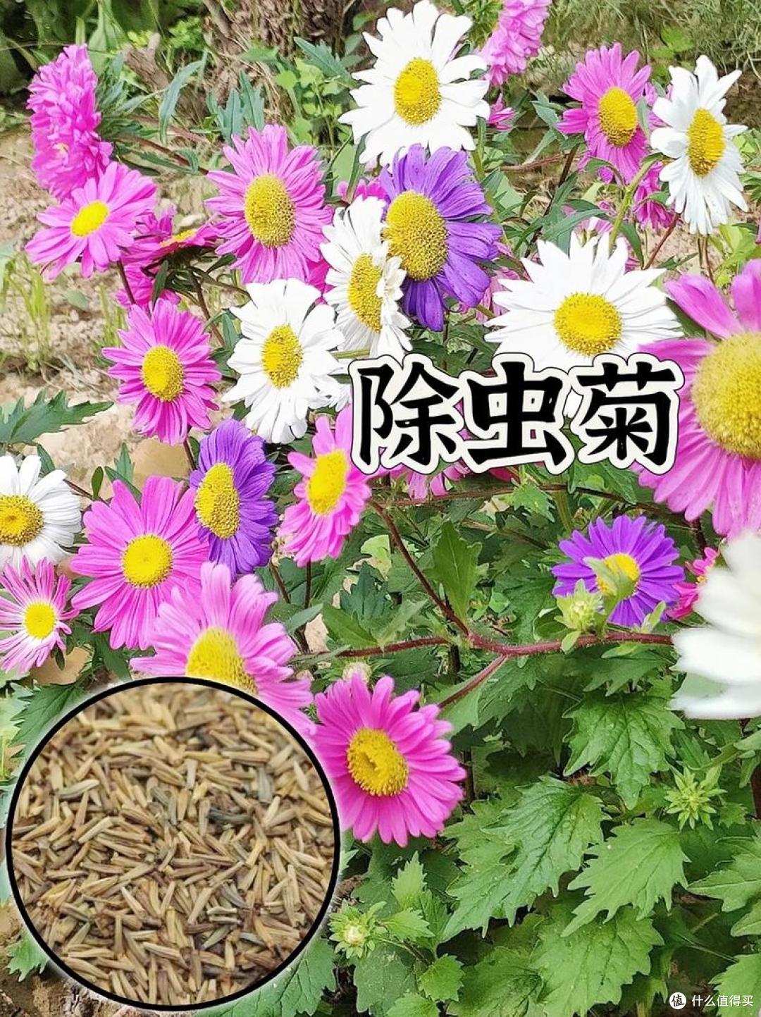 驱蚊产品选购全攻略:避开智商税,科学驱蚊看这篇!