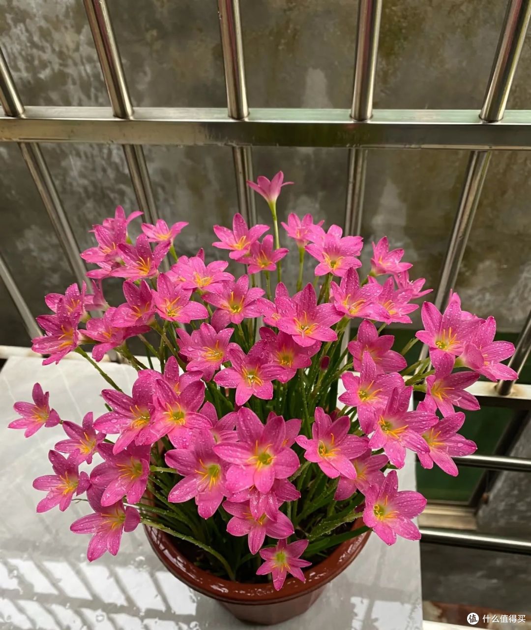 河北一56岁阿姨，因“太会养风雨兰”而走红，清新又爆盆，晒晒