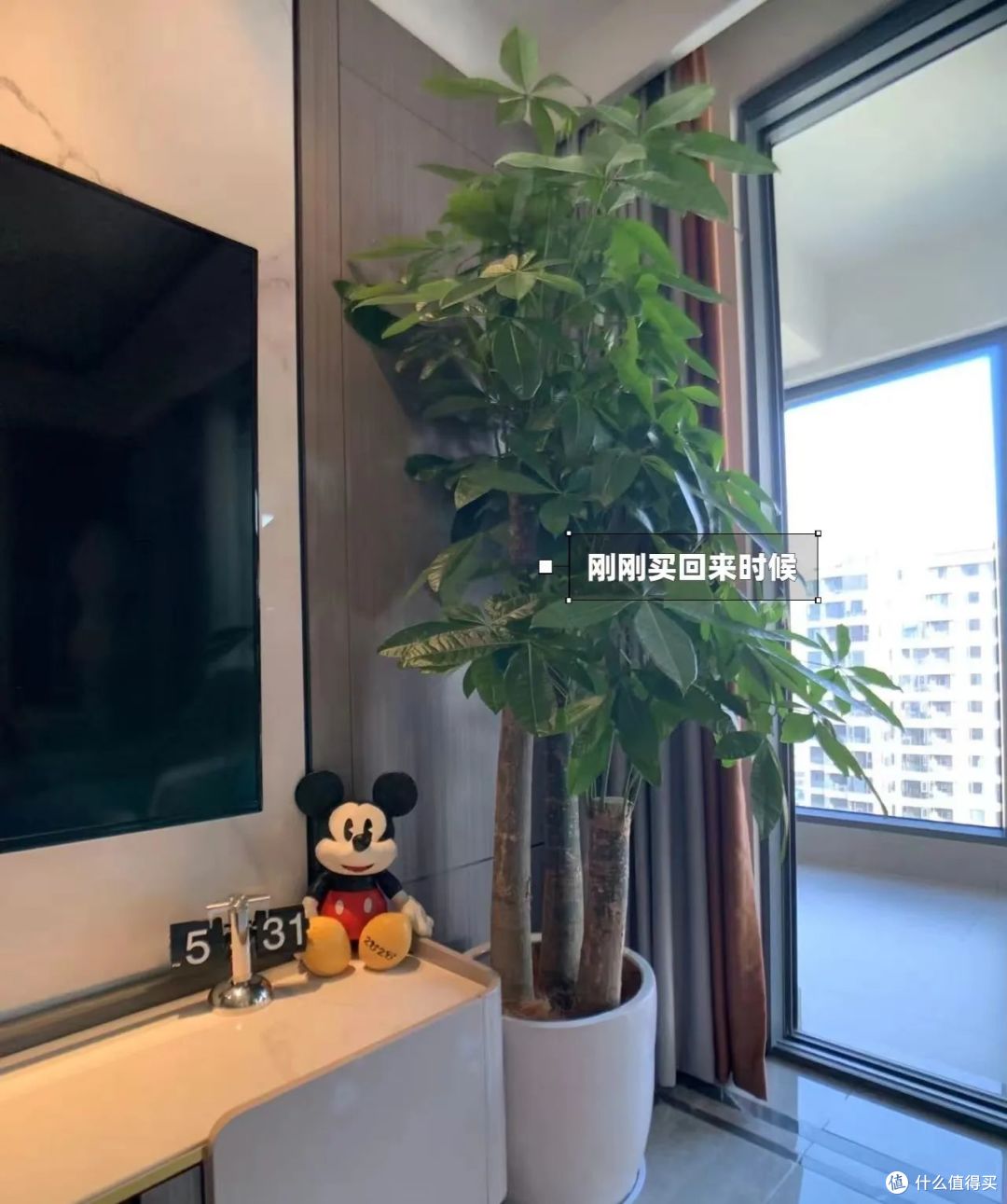 浙江一太太,因“发财树太旺”走红,郁郁葱葱的,网友:指定发财