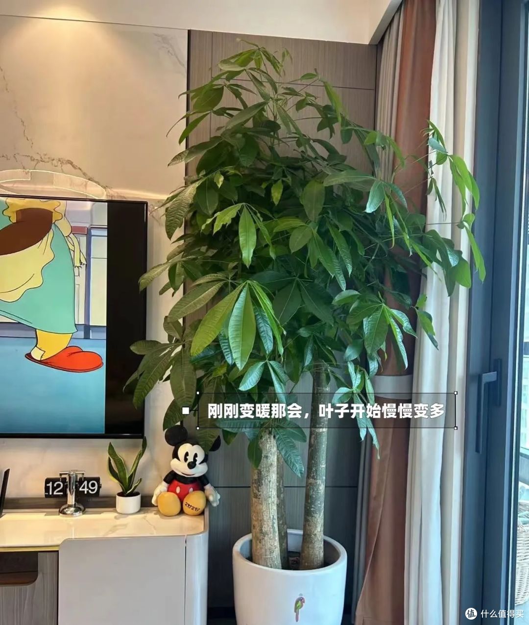 浙江一太太,因“发财树太旺”走红,郁郁葱葱的,网友:指定发财