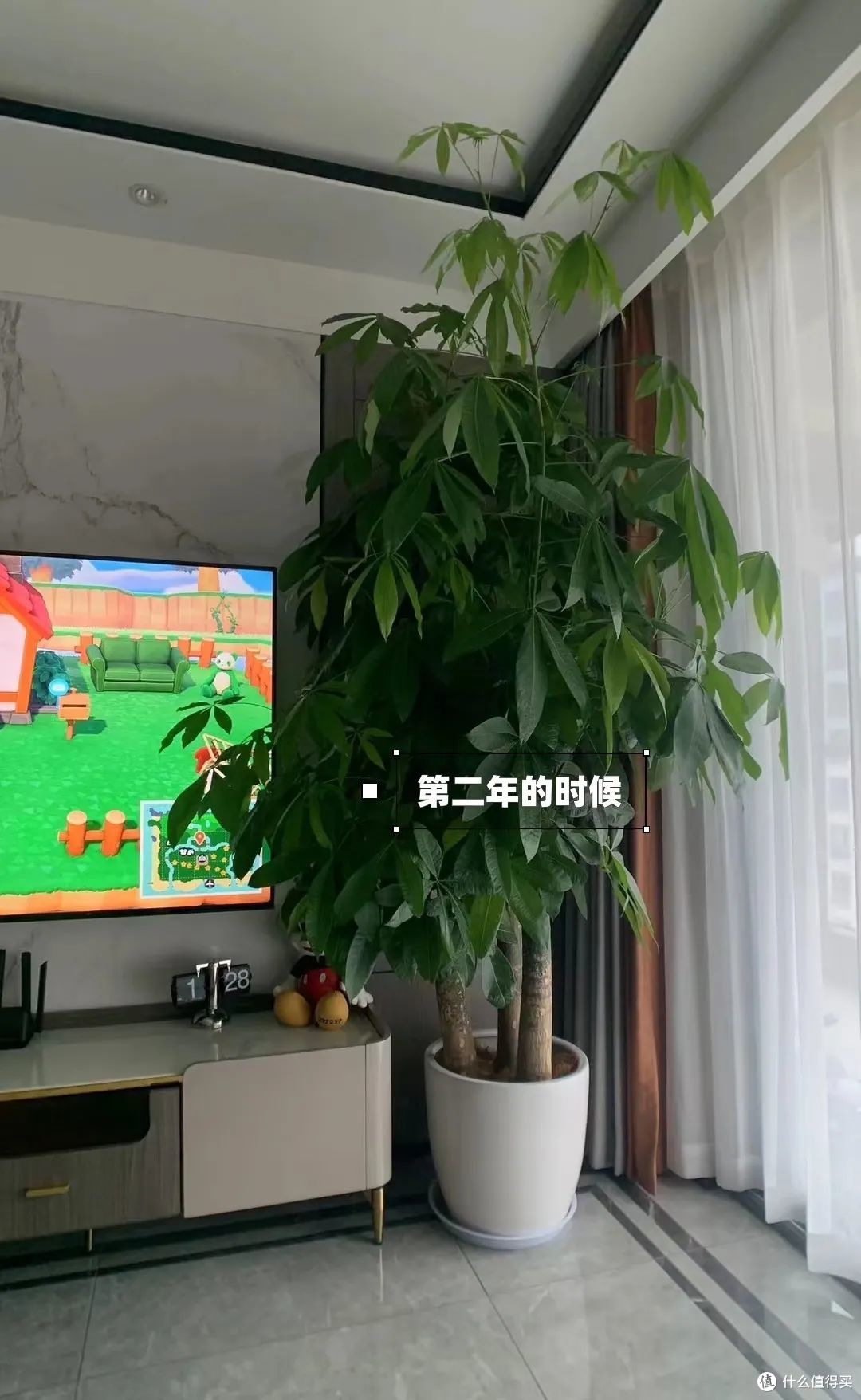 浙江一太太,因“发财树太旺”走红,郁郁葱葱的,网友:指定发财