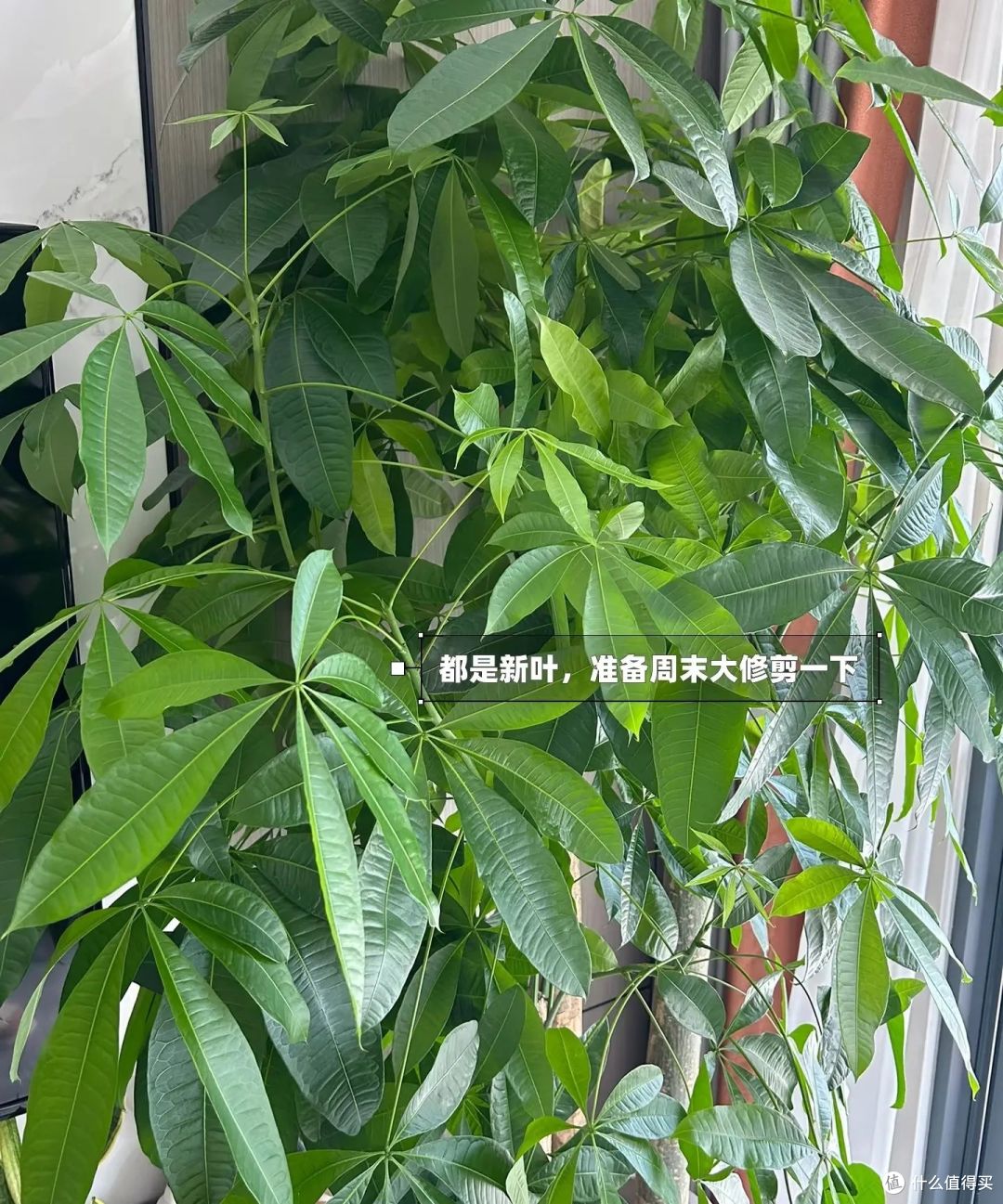 浙江一太太,因“发财树太旺”走红,郁郁葱葱的,网友:指定发财