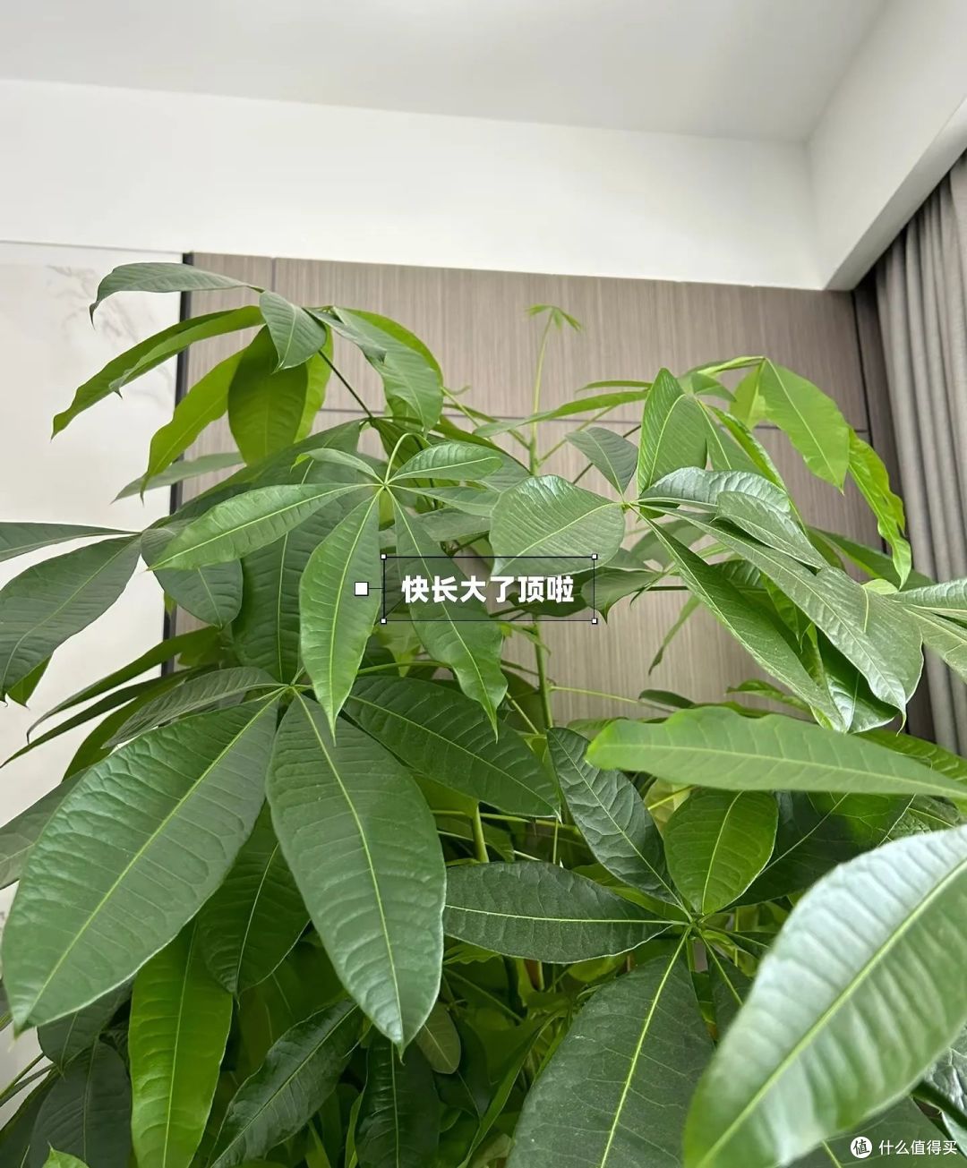 浙江一太太,因“发财树太旺”走红,郁郁葱葱的,网友:指定发财