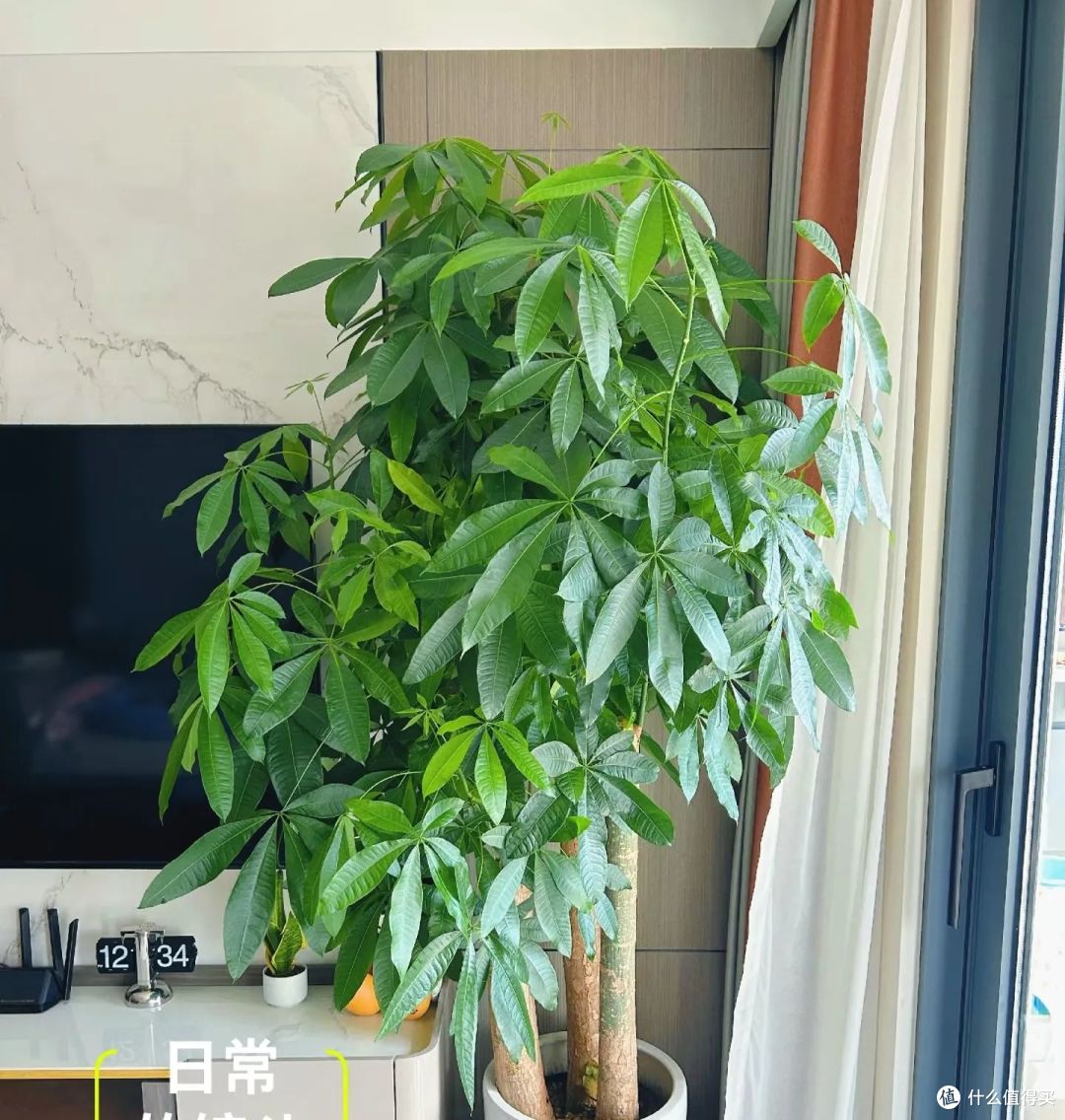 浙江一太太,因“发财树太旺”走红,郁郁葱葱的,网友:指定发财