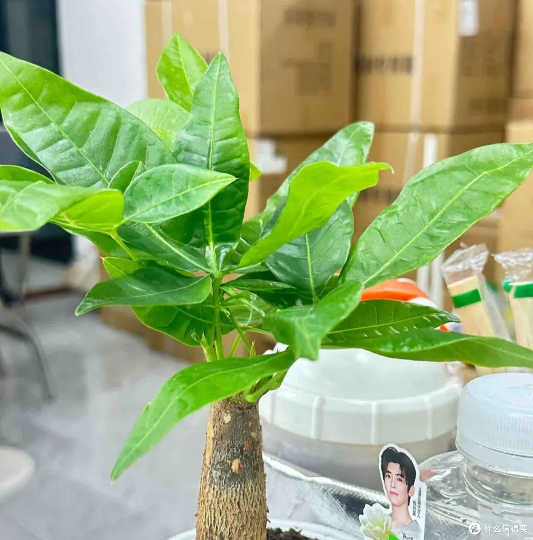 浙江一太太,因“发财树太旺”走红,郁郁葱葱的,网友:指定发财