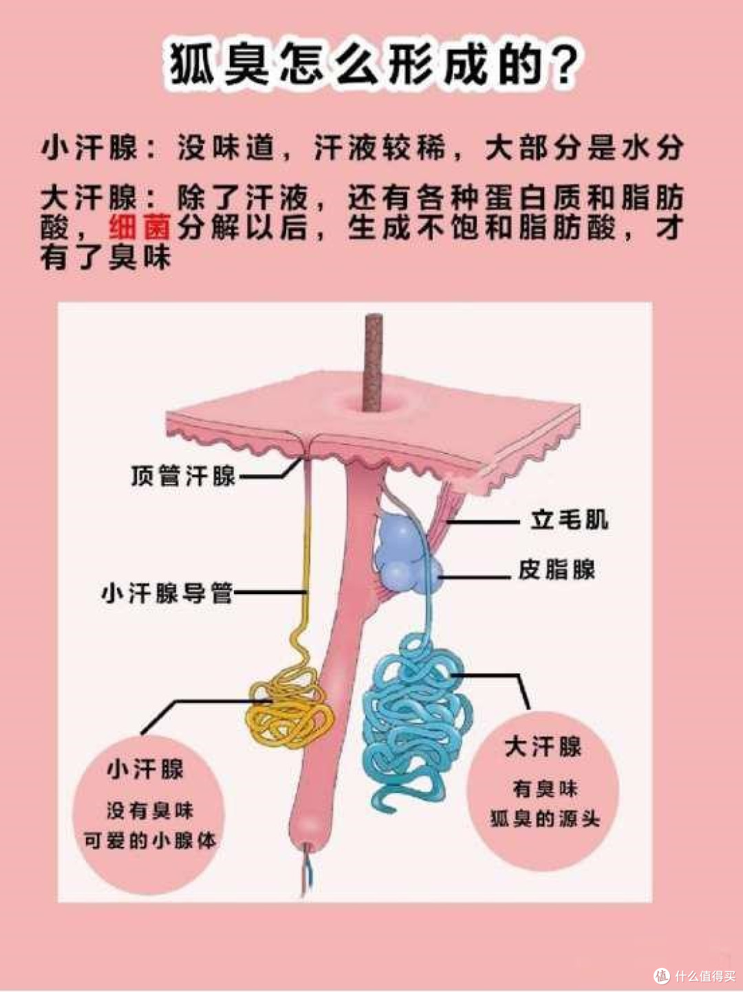 狐臭发生时有哪些征兆?如何判断自己是否有狐臭?有什么办法解决