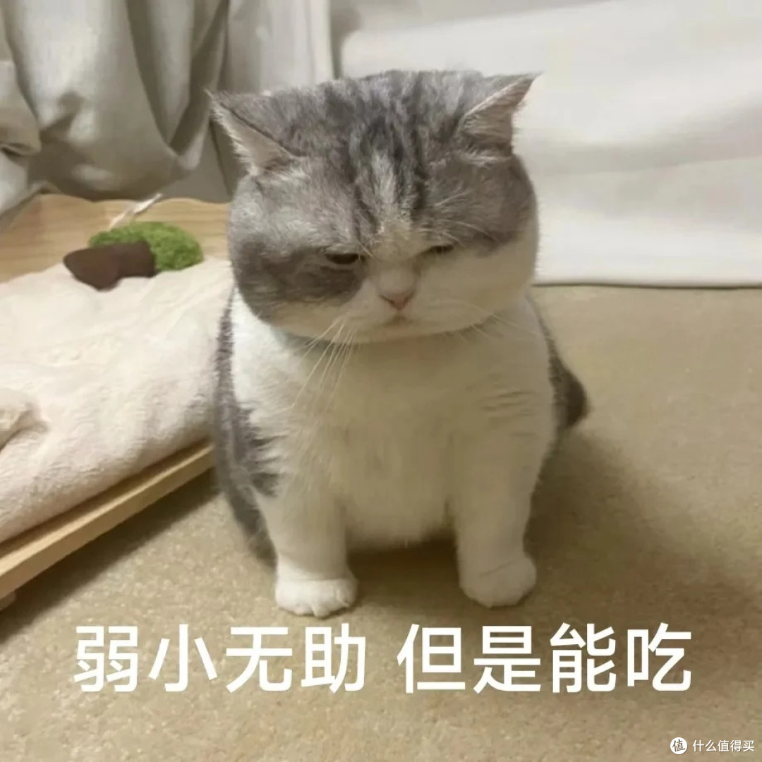 美短吃什么牌子猫冻干好？2025年美短猫冻干牌子推荐 

 