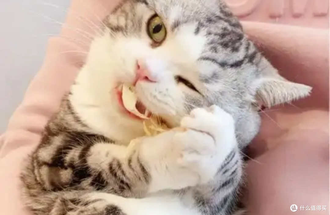猫冻干哪种比较好吃?性价比、品质综合猫冻干那个牌子好