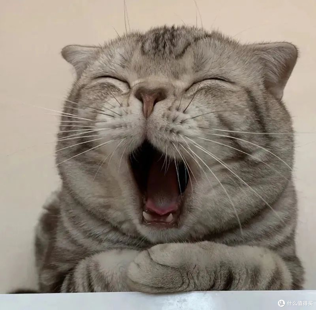谁是最好的猫冻干品牌？2025长肉猫冻干五大推荐，告别瘦弱

