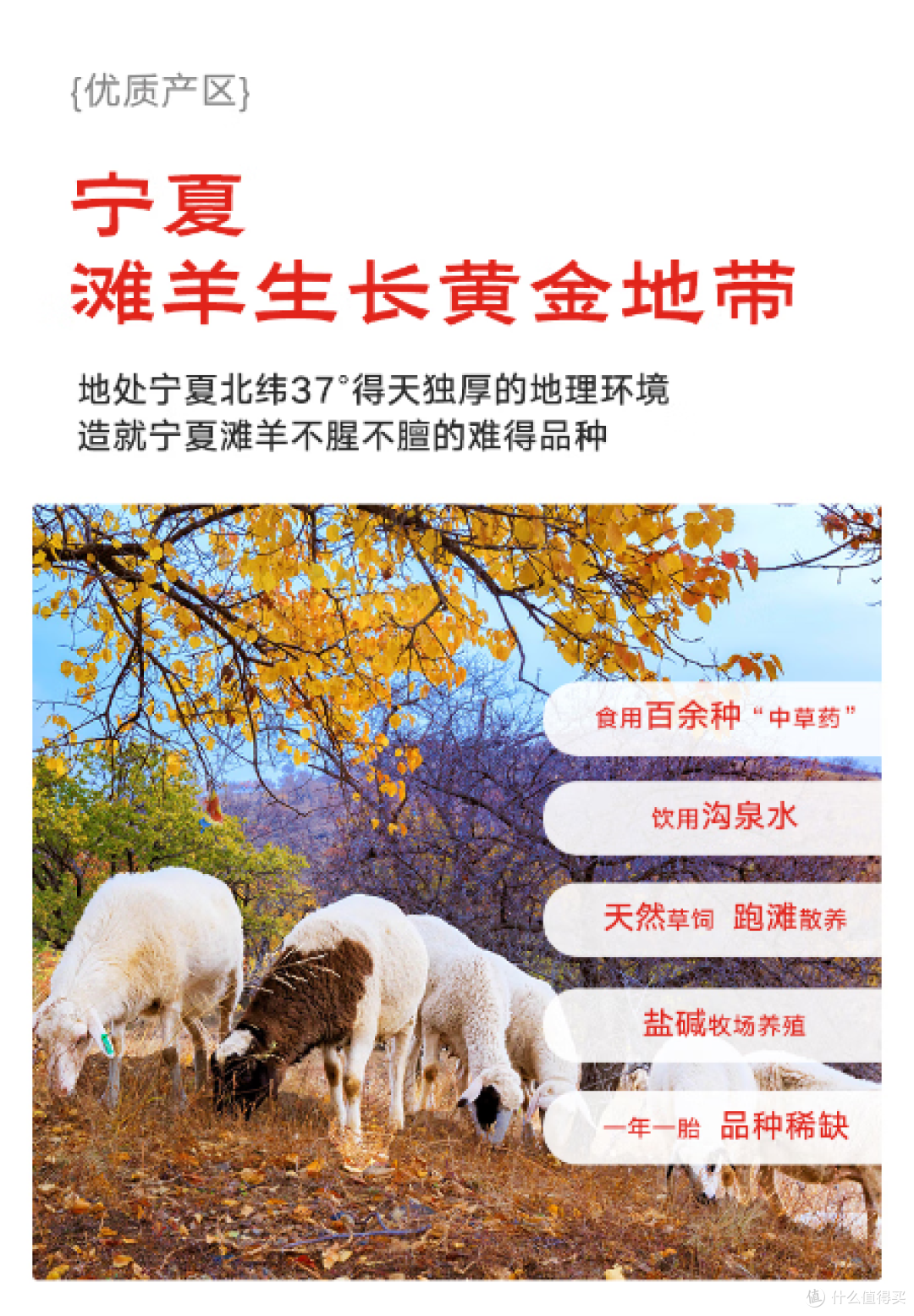 一口入魂!寻滩鲜宁夏滩羊,解锁舌尖上的塞上美味