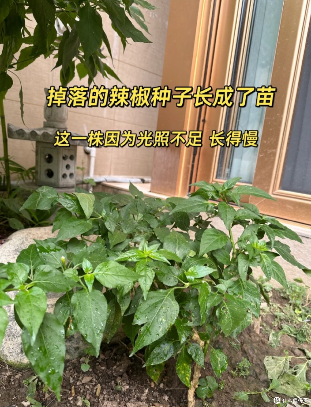广东一女子因把“辣椒养成树”走红,随吃随摘,网友:怎么做到的