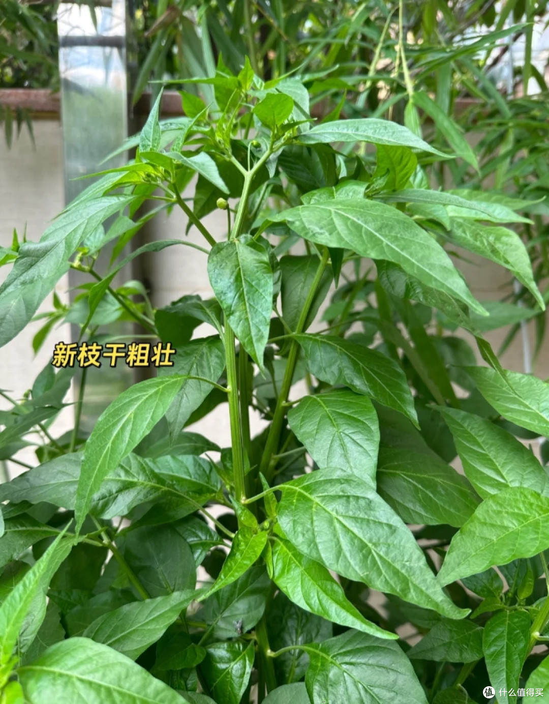 广东一女子因把“辣椒养成树”走红,随吃随摘,网友:怎么做到的