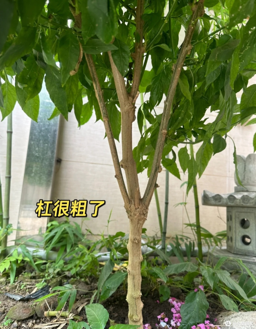 广东一女子因把“辣椒养成树”走红,随吃随摘,网友:怎么做到的