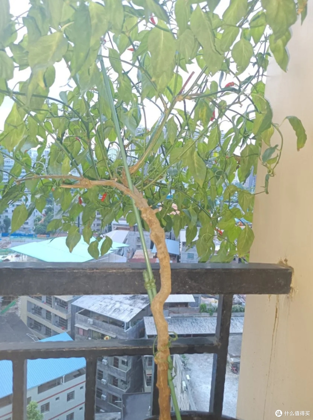 广东一女子因把“辣椒养成树”走红,随吃随摘,网友:怎么做到的