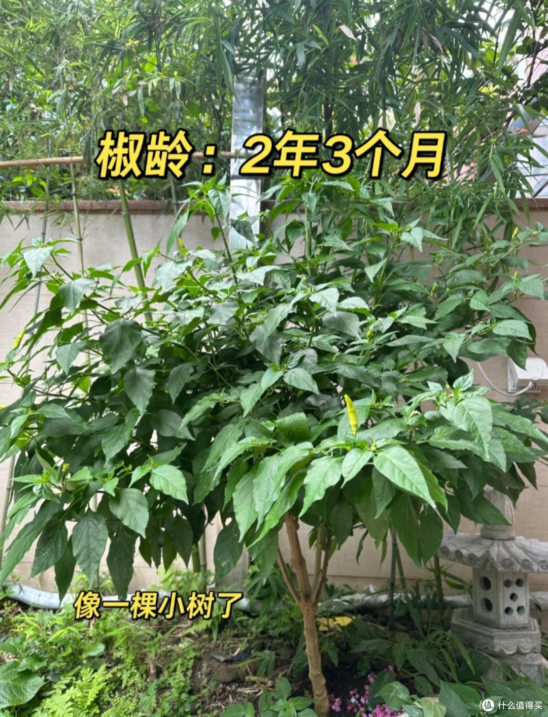 广东一女子因把“辣椒养成树”走红,随吃随摘,网友:怎么做到的