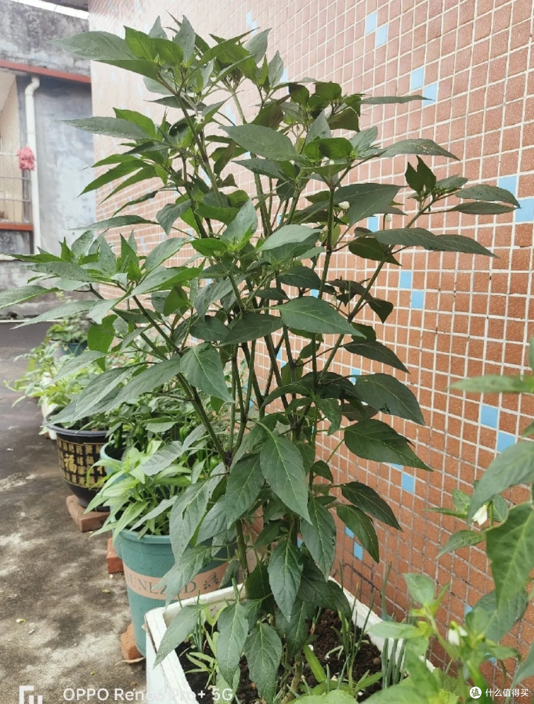 广东一女子因把“辣椒养成树”走红,随吃随摘,网友:怎么做到的