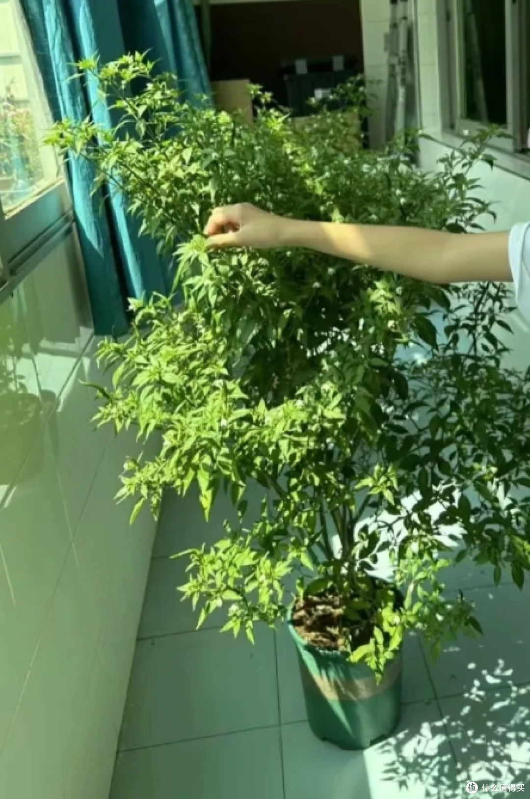 广东一女子因把“辣椒养成树”走红,随吃随摘,网友:怎么做到的