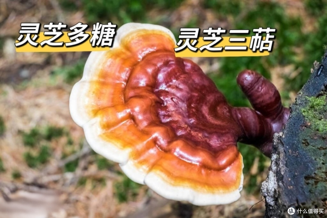 三萜类化合物与多种微量元素协同作用，能增强人的免疫力