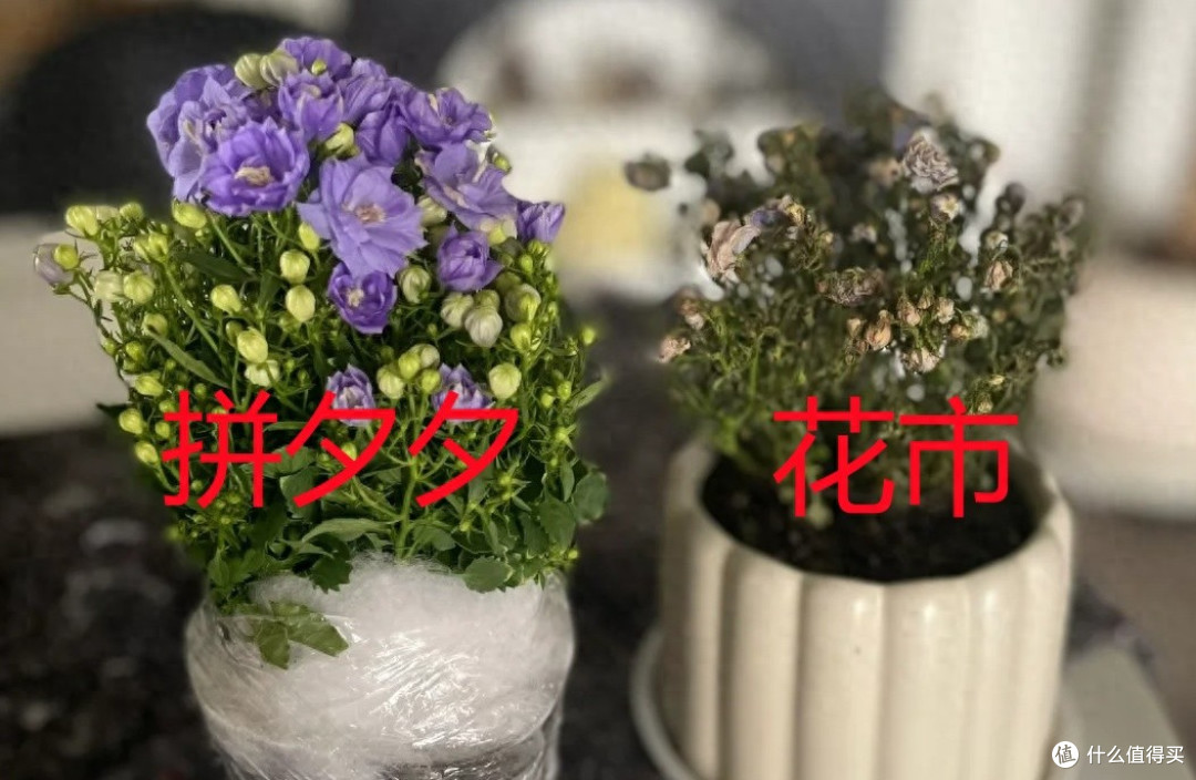 女子晒拼夕夕和花市买的花，天壤之别，网友：拼夕夕赢麻了~