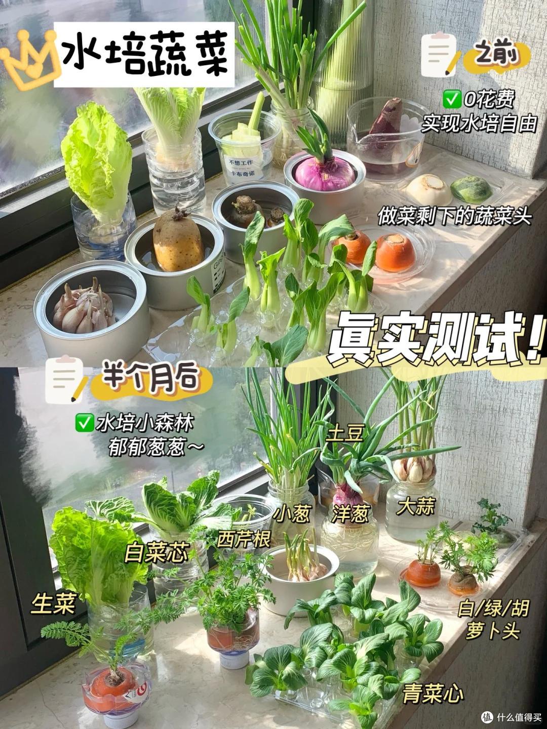 浙江一39岁太太火了,用“垃圾”种菜,自给自足,那叫一个壮观!