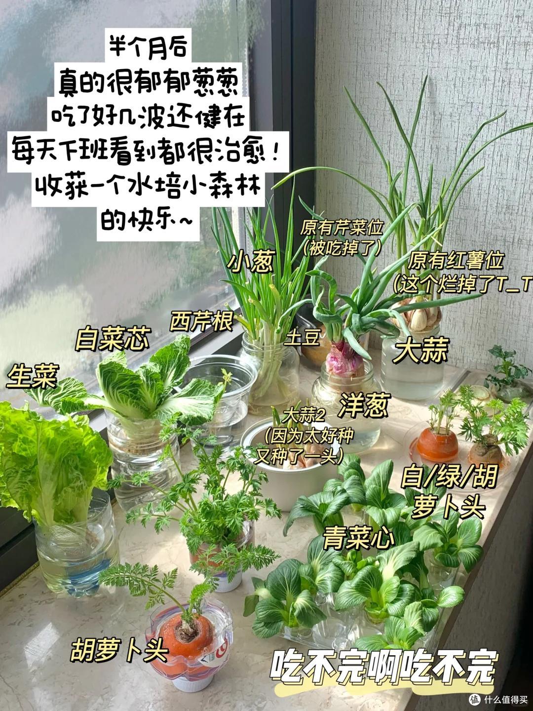 浙江一39岁太太火了,用“垃圾”种菜,自给自足,那叫一个壮观!