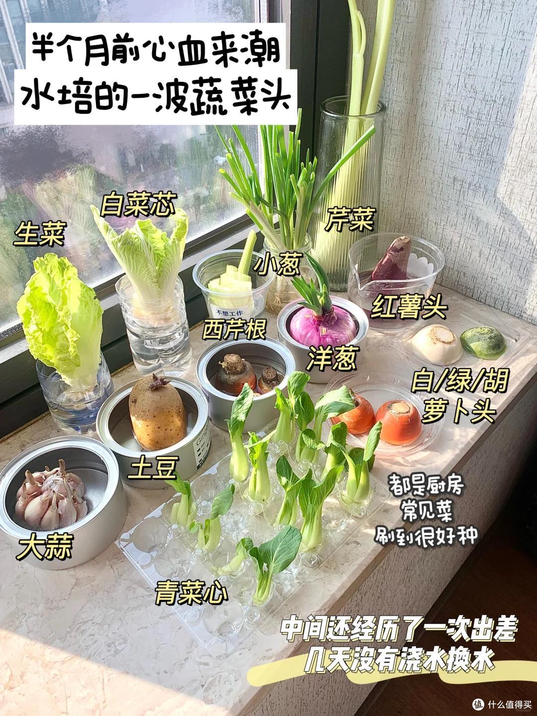 浙江一39岁太太火了,用“垃圾”种菜,自给自足,那叫一个壮观!