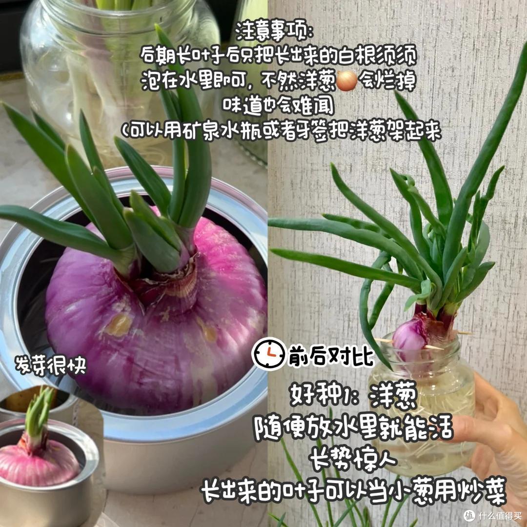 浙江一39岁太太火了,用“垃圾”种菜,自给自足,那叫一个壮观!