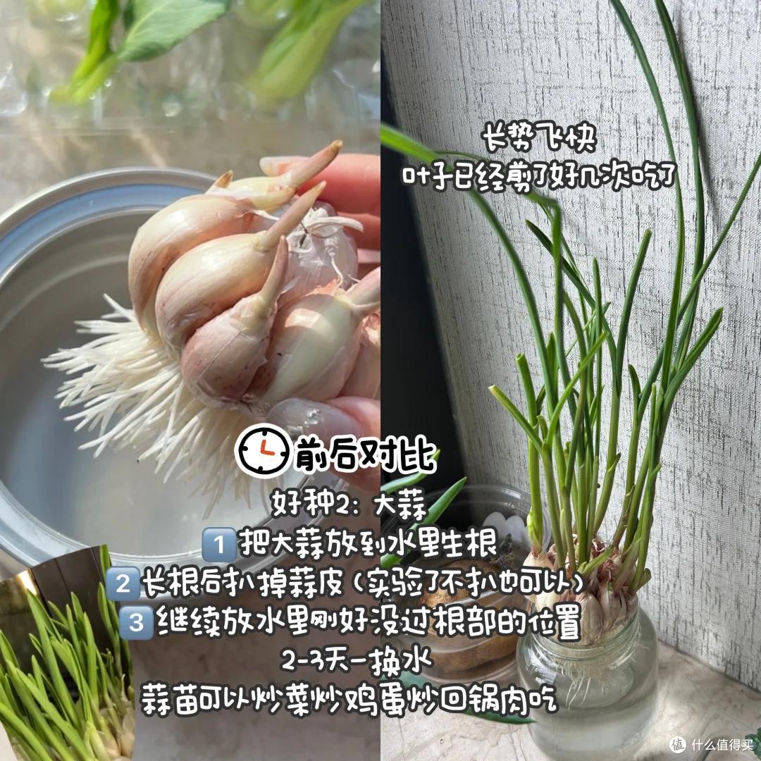 浙江一39岁太太火了,用“垃圾”种菜,自给自足,那叫一个壮观!