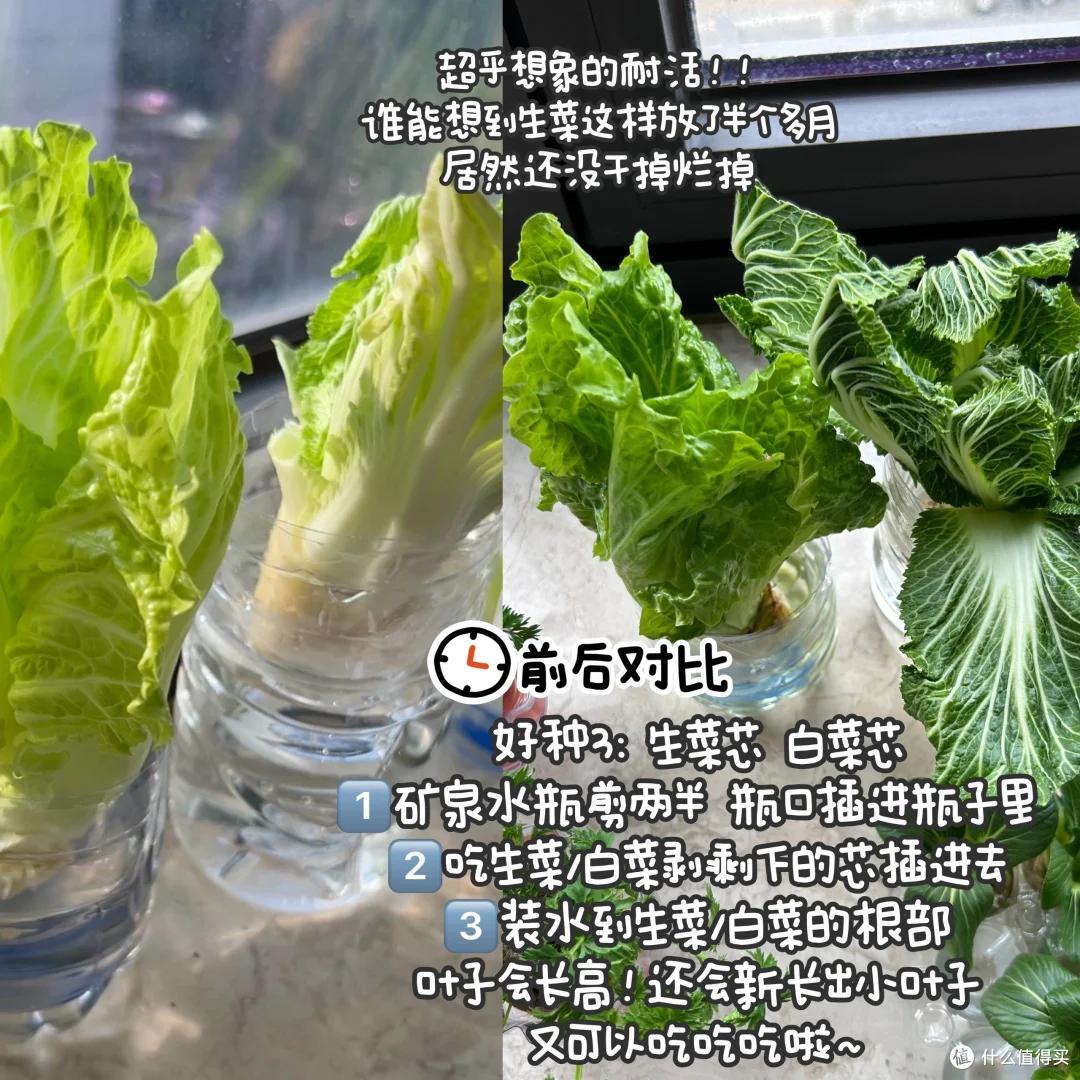 浙江一39岁太太火了,用“垃圾”种菜,自给自足,那叫一个壮观!