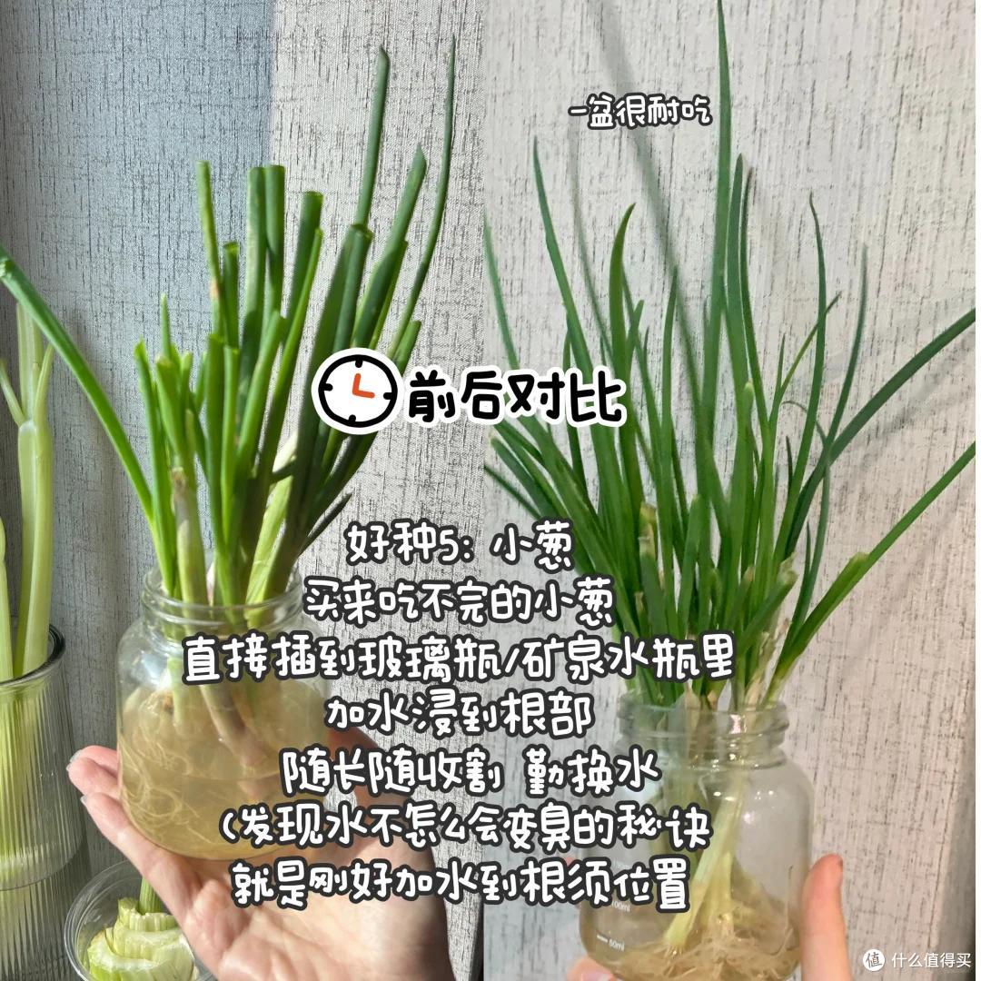 浙江一39岁太太火了,用“垃圾”种菜,自给自足,那叫一个壮观!