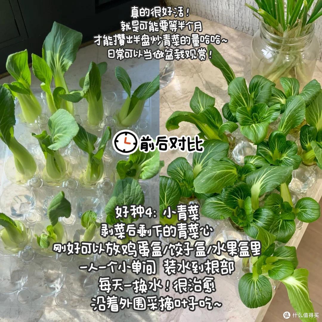 浙江一39岁太太火了,用“垃圾”种菜,自给自足,那叫一个壮观!