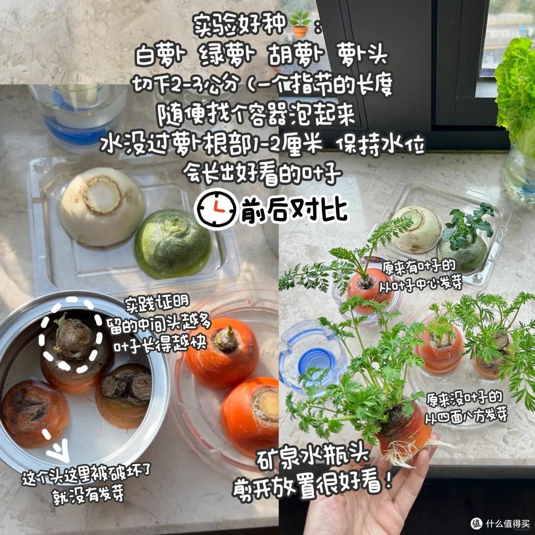 浙江一39岁太太火了,用“垃圾”种菜,自给自足,那叫一个壮观!