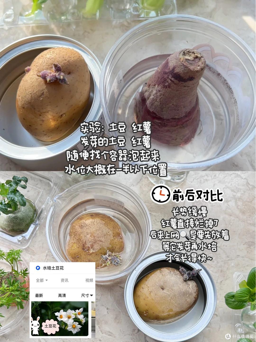 浙江一39岁太太火了,用“垃圾”种菜,自给自足,那叫一个壮观!