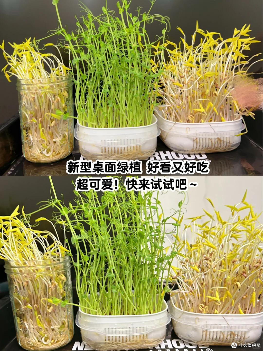 浙江一39岁太太火了,用“垃圾”种菜,自给自足,那叫一个壮观!