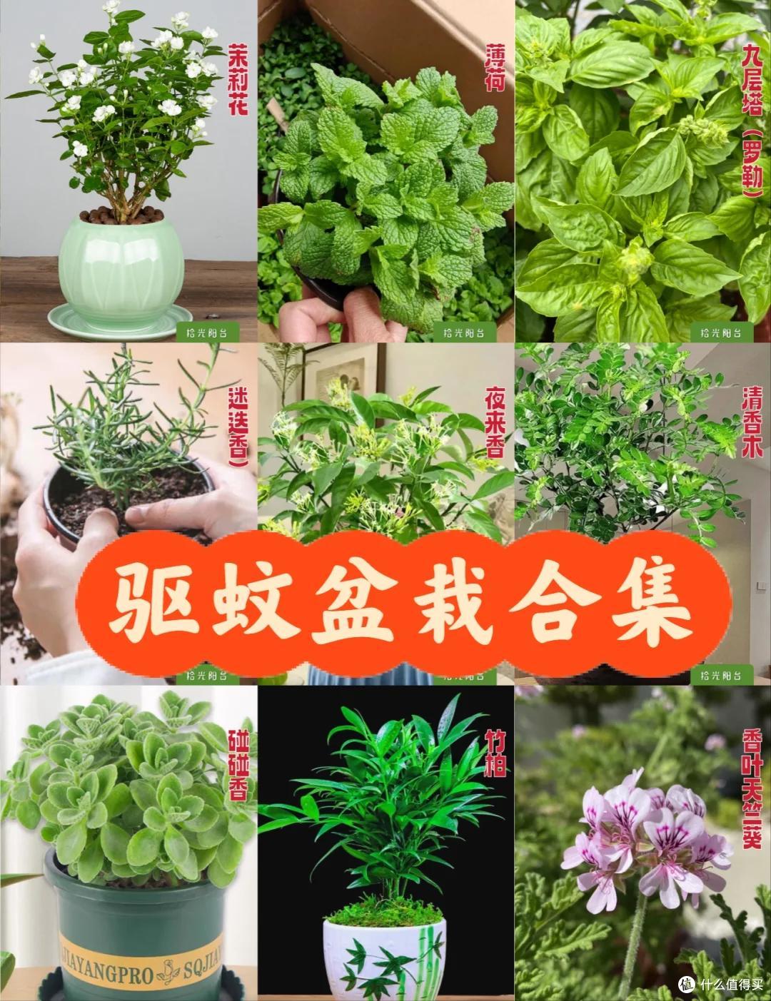 被年轻人的“防蚊大法”惊艳到了,方法很简单,赶快学起来!
