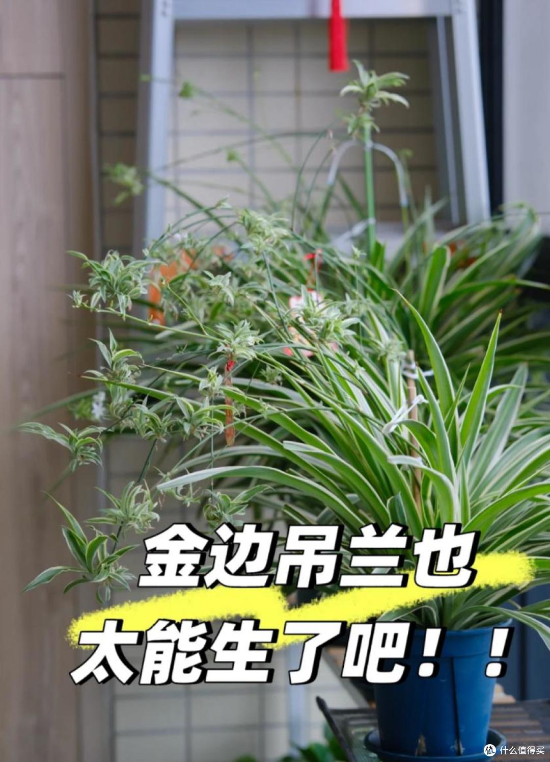 能吸收“甲醛”的8种花,种一棵在家里,空气都变得好清新