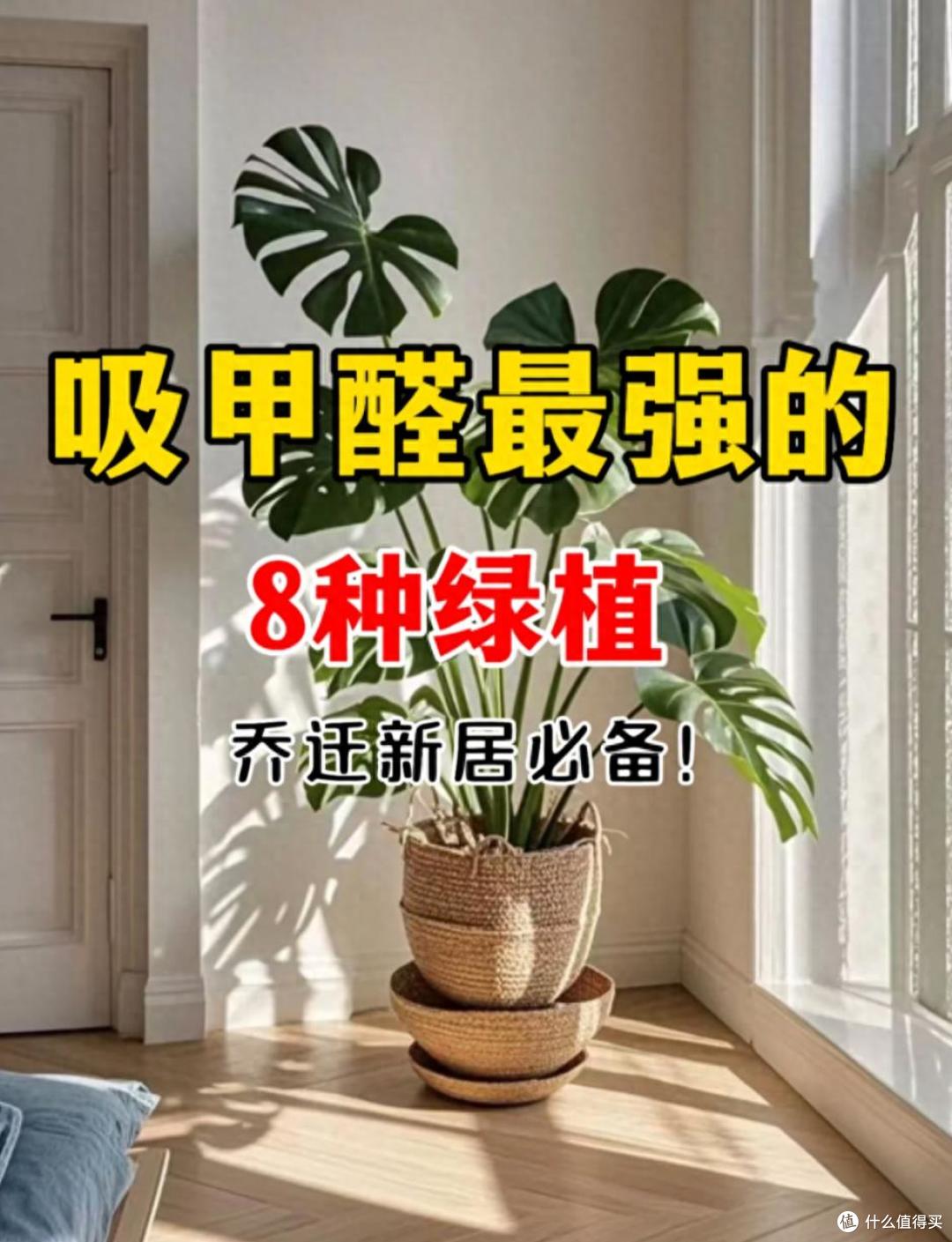 能吸收“甲醛”的8种花,种一棵在家里,空气都变得好清新