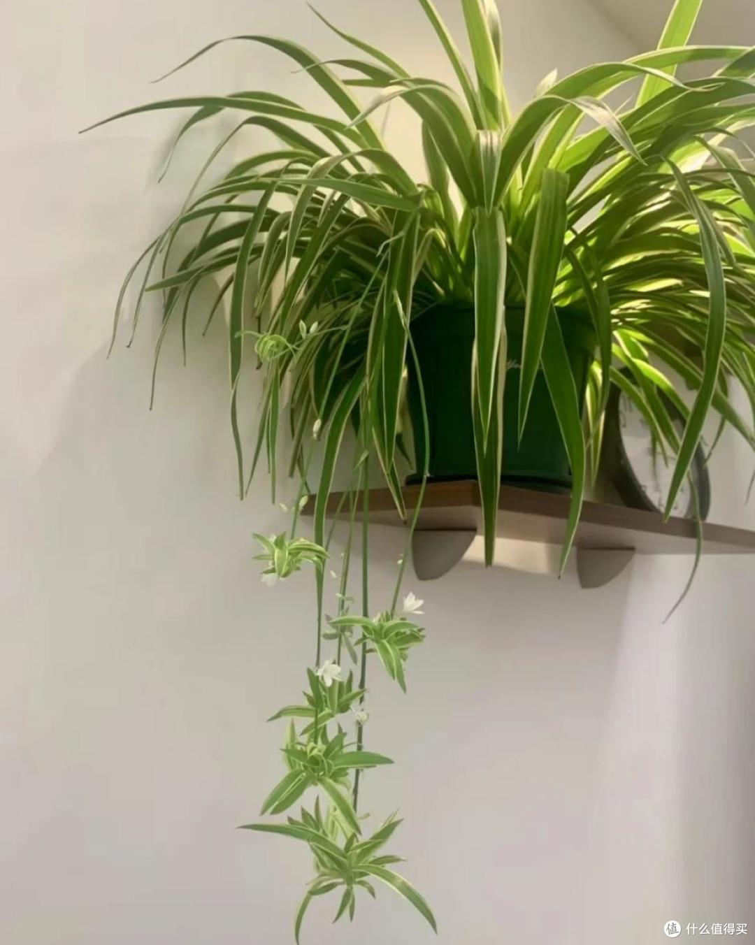 能吸收“甲醛”的8种花,种一棵在家里,空气都变得好清新
