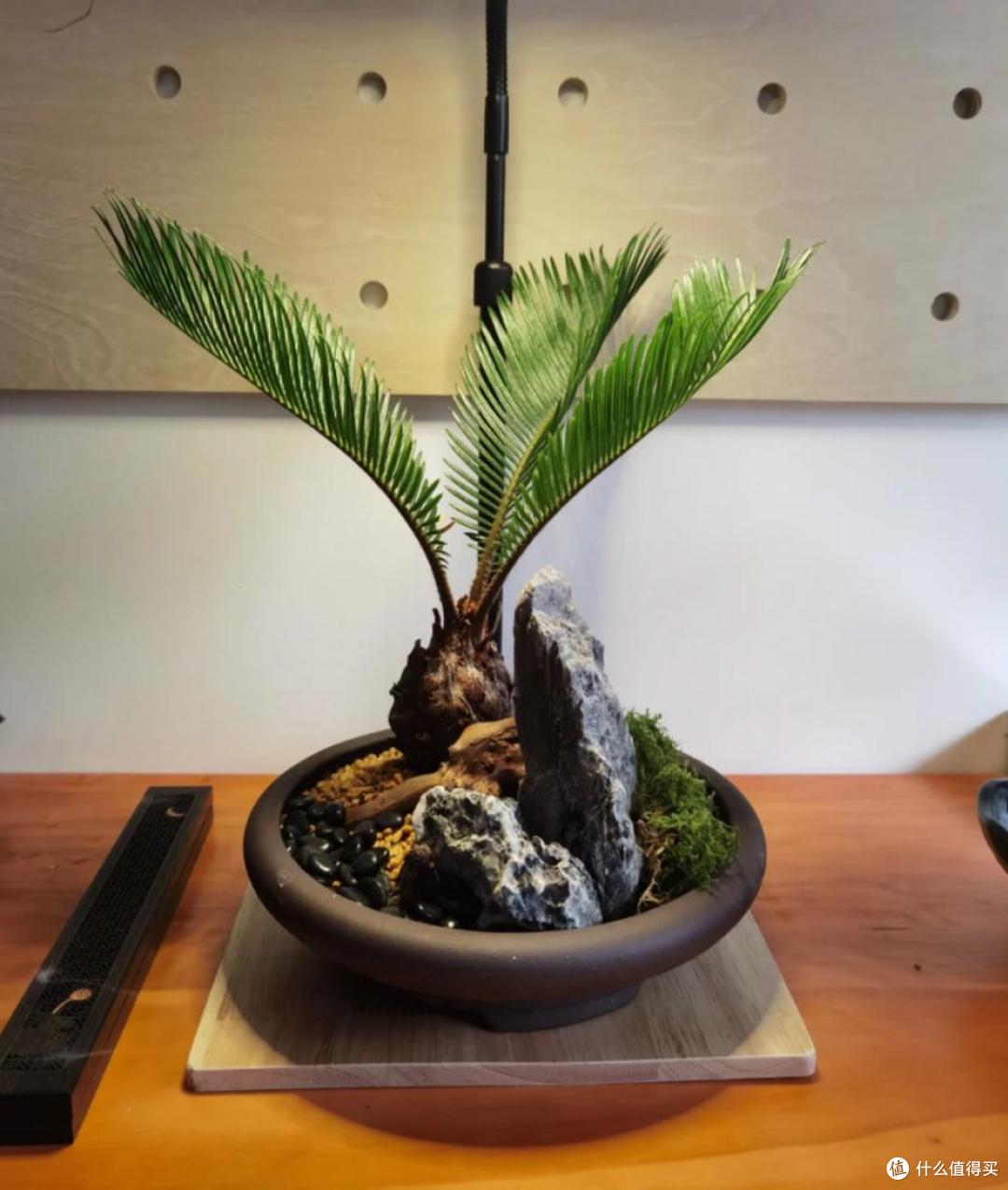 能吸收“甲醛”的8种花,种一棵在家里,空气都变得好清新