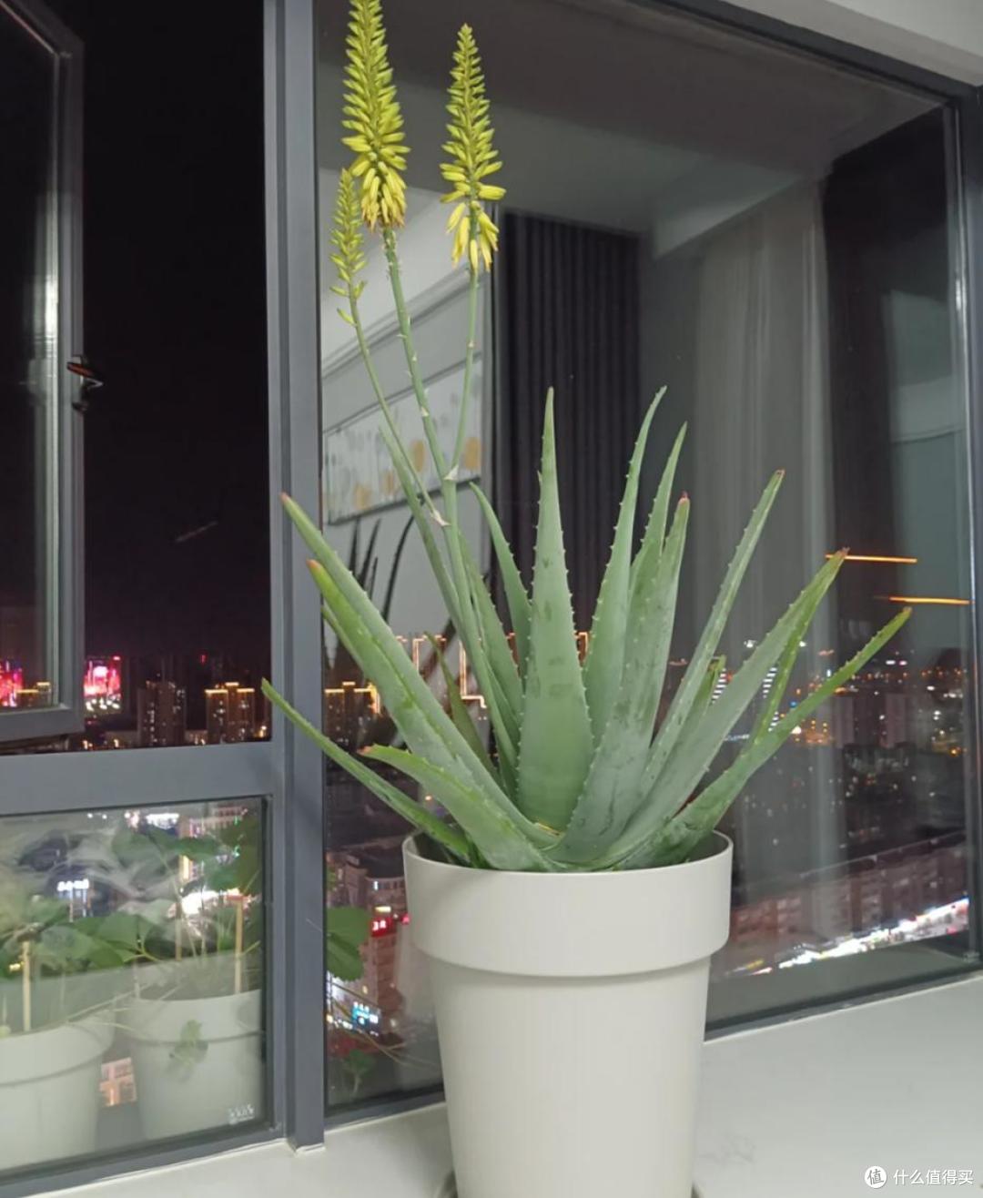 能吸收“甲醛”的8种花,种一棵在家里,空气都变得好清新