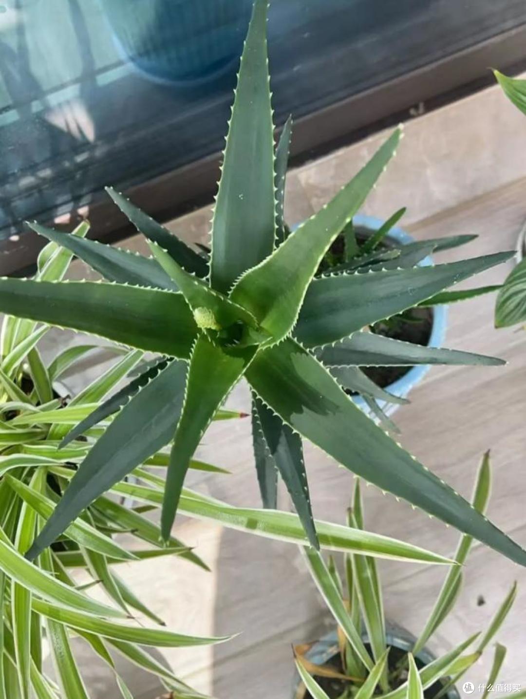 能吸收“甲醛”的8种花,种一棵在家里,空气都变得好清新